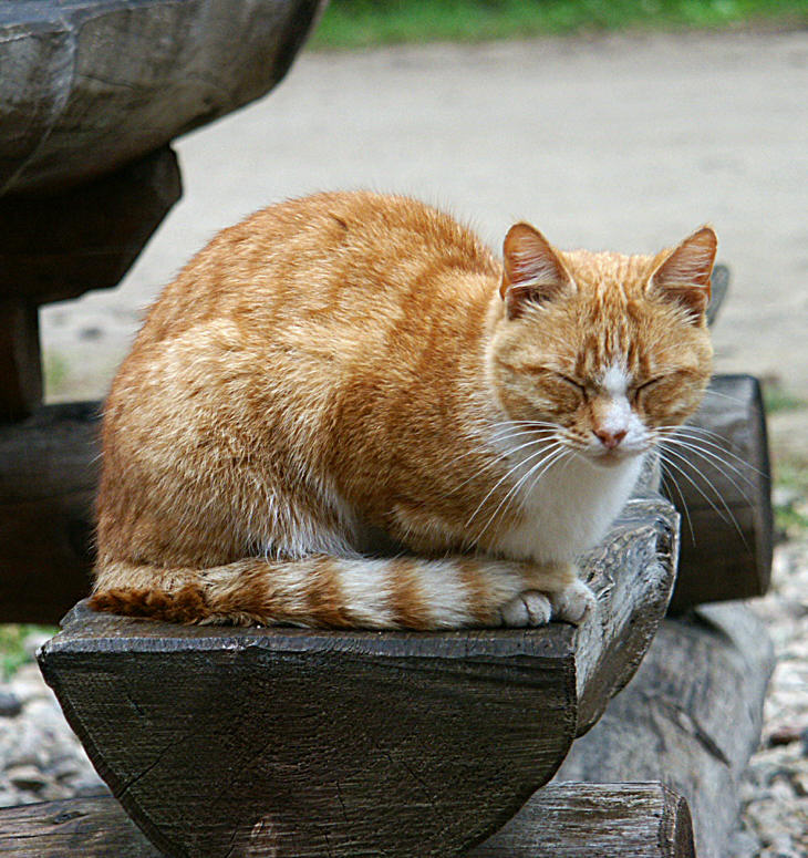 Рыжий Красавец