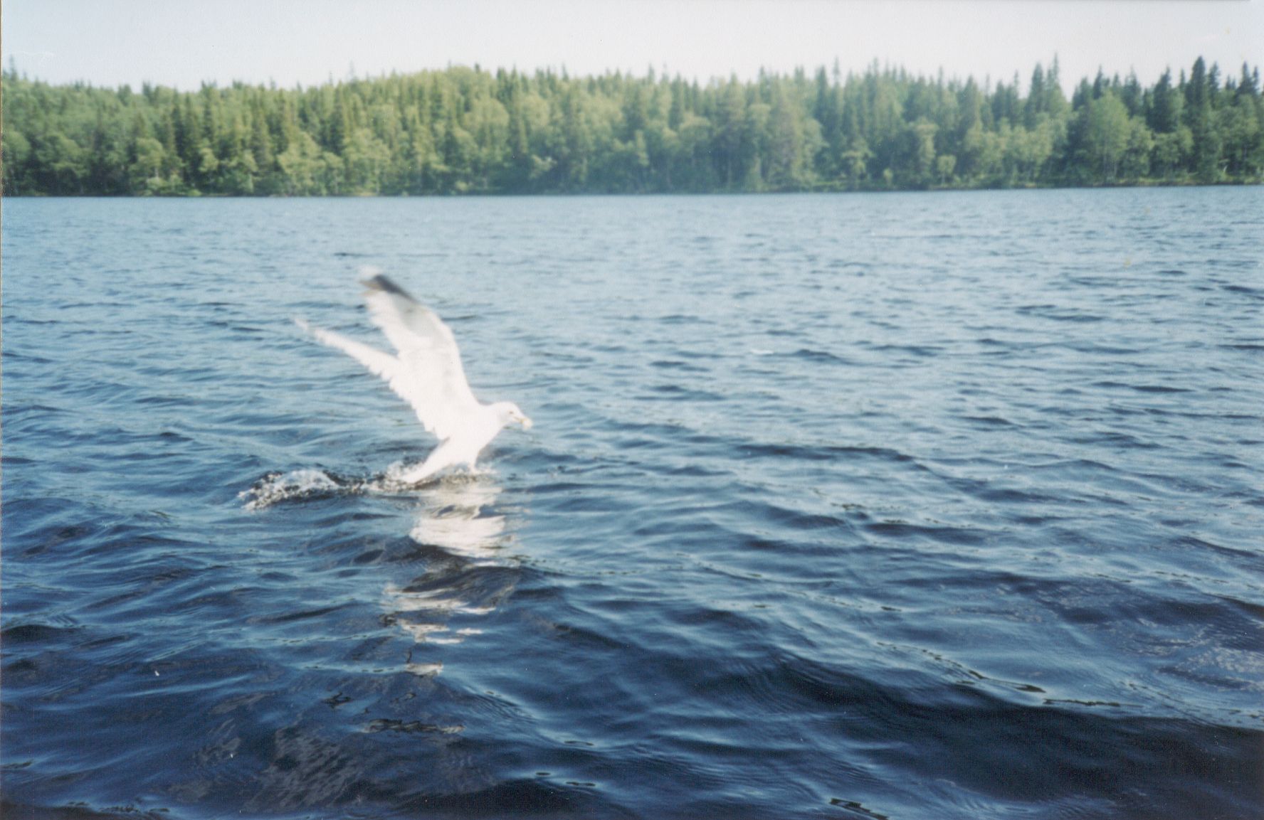 Чайка