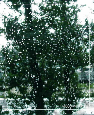 Мир в клеточку