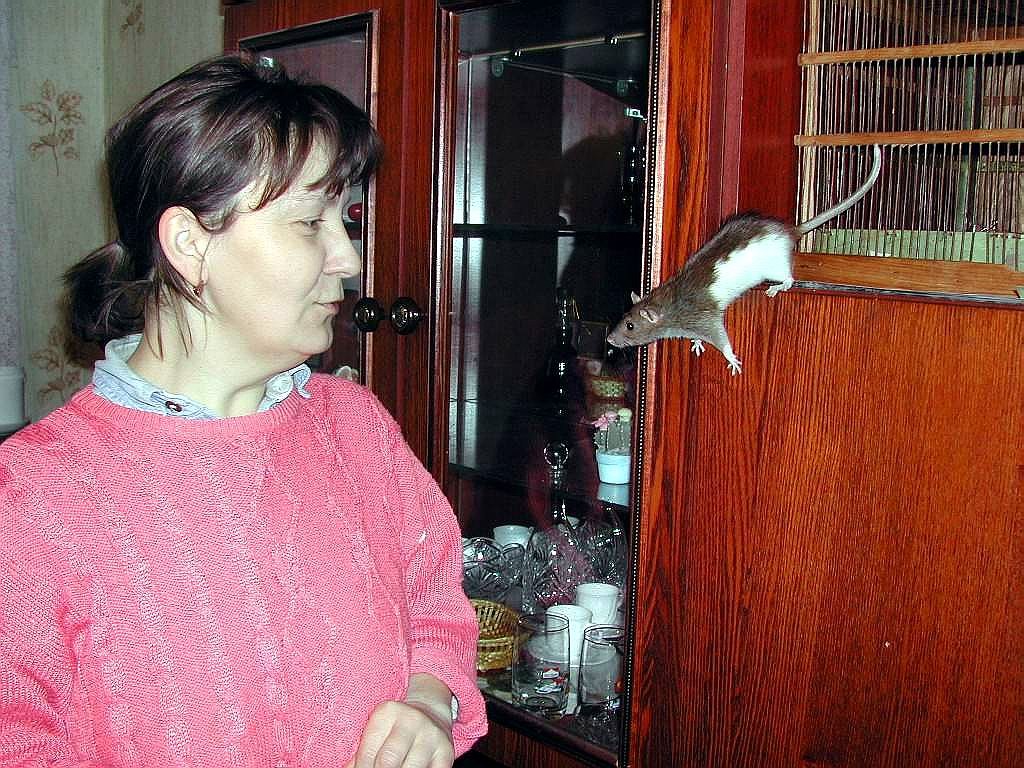 Любопытный