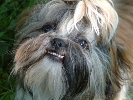 Вот такой пес