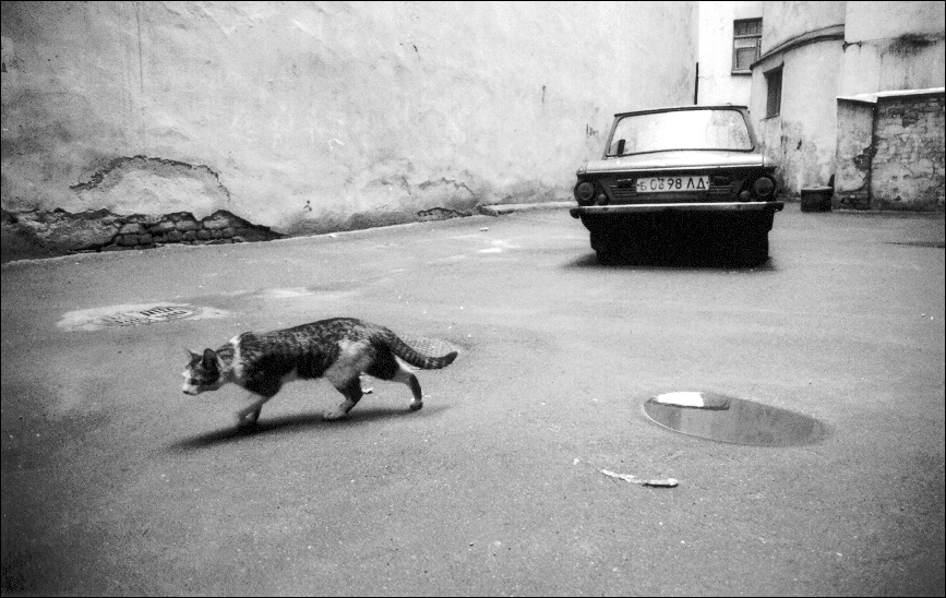 Юбилейная кошка