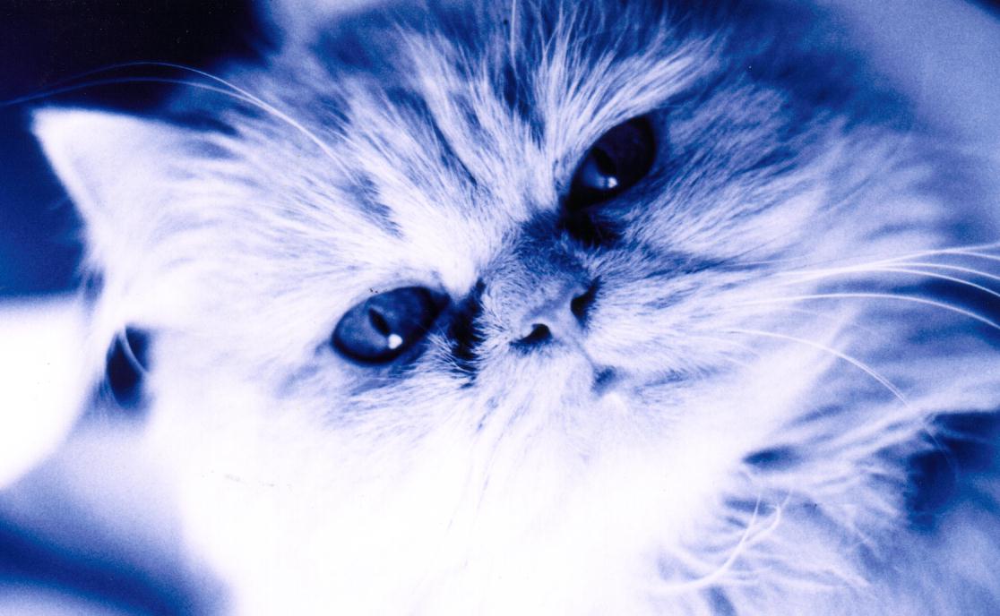 кошка