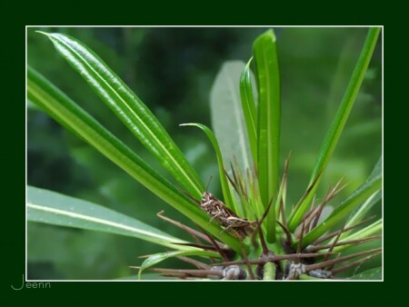 Высшая степень защиты