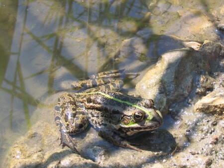 лягушка-квакушка