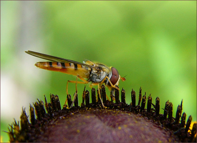 Bzzzzz...