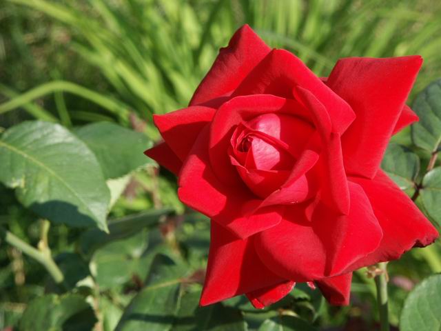 rose