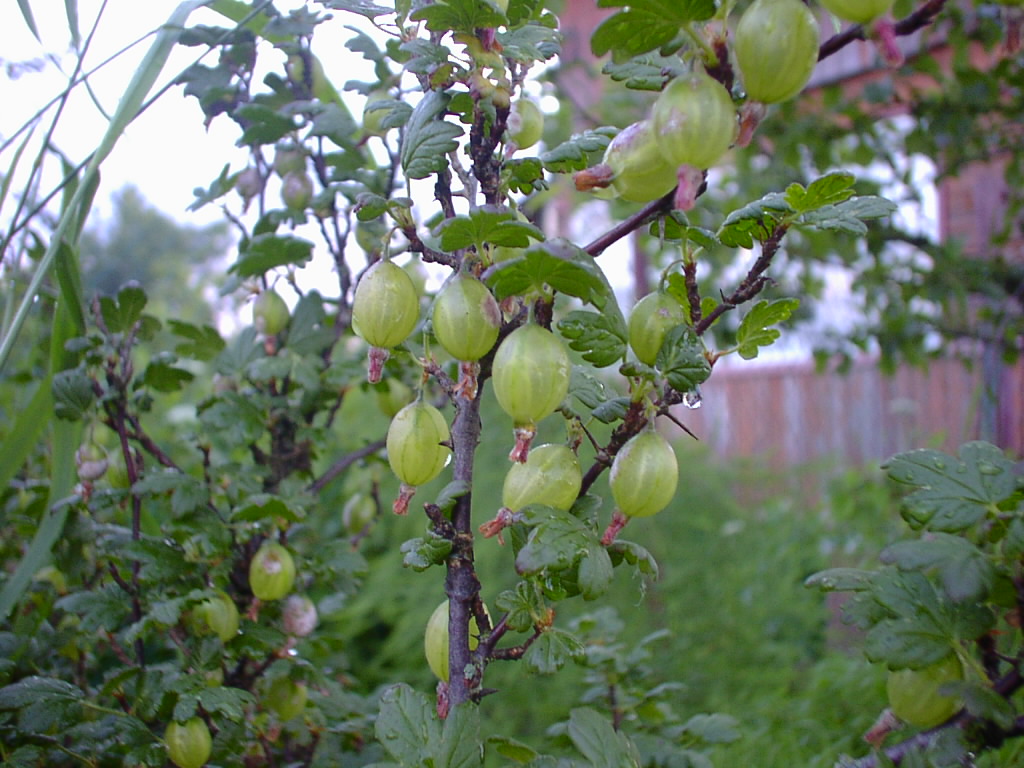 КрыжОвник