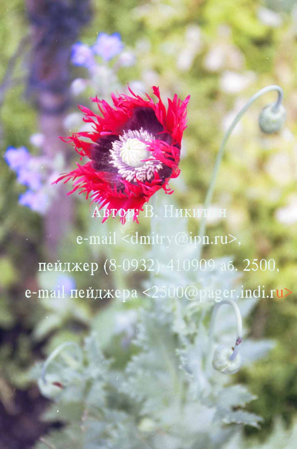 Зловещая красота