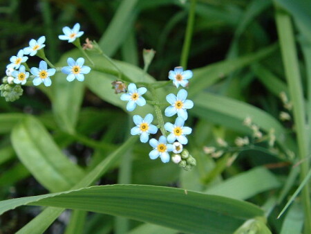 Цветуёчки синенькие