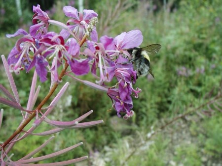 сладкая жизнь