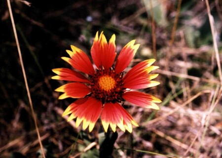 одинокий цветок