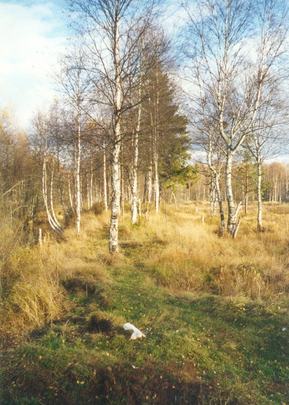 Харзина