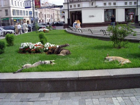 Сон в жару
