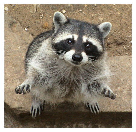 Дай-ка хлебушку!