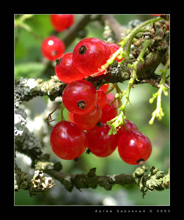 Летняя (плодово-ягодная)