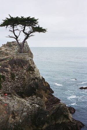 одинокое дерево