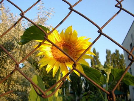 Сижу за решеткой