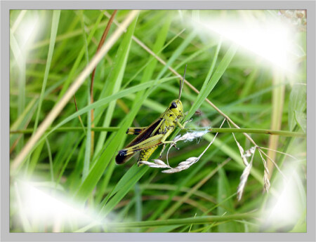 Держи меня соломинка, держи..