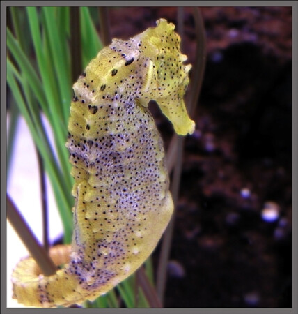 Конь морской