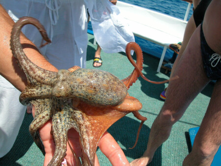 Ноги бывают разные...