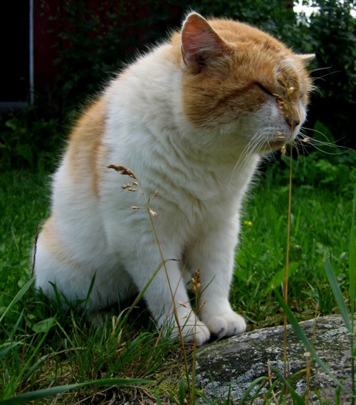 Подавленный кот