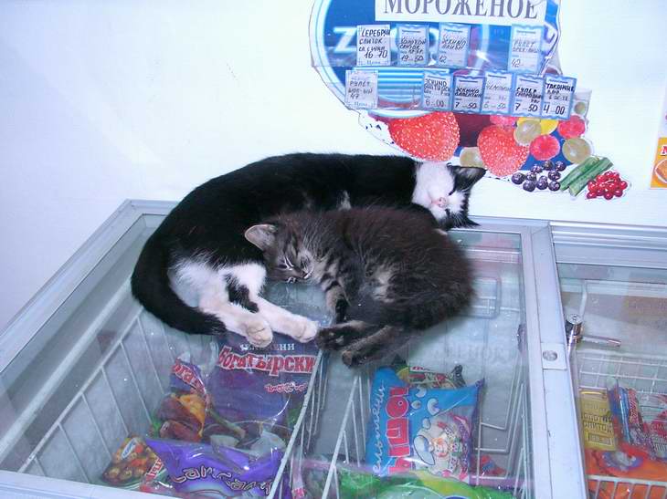 Пригрелись