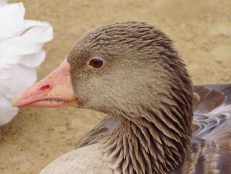 зубастая утка