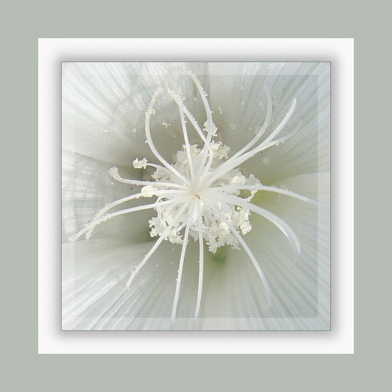 Flower in flower