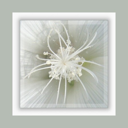 Flower in flower
