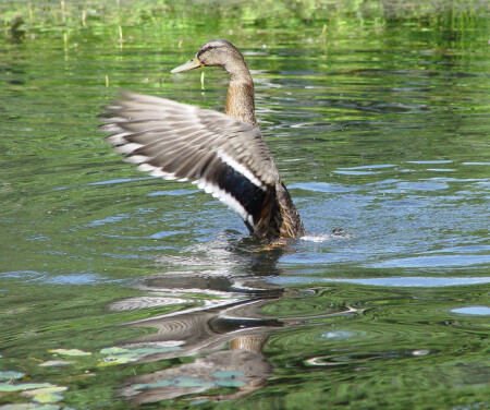 Утка в японском садике.