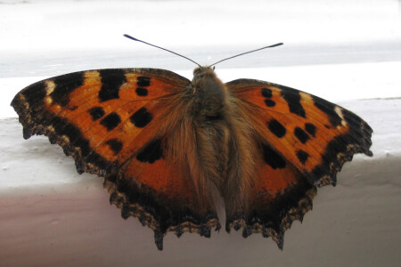 Шоколадница