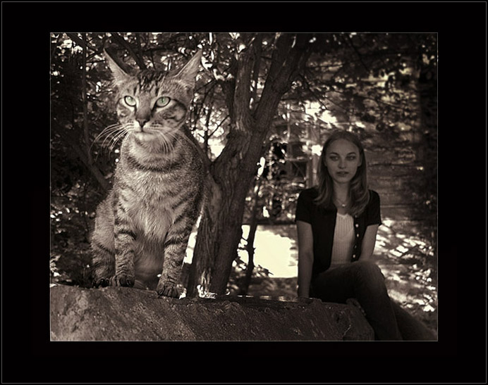 cats