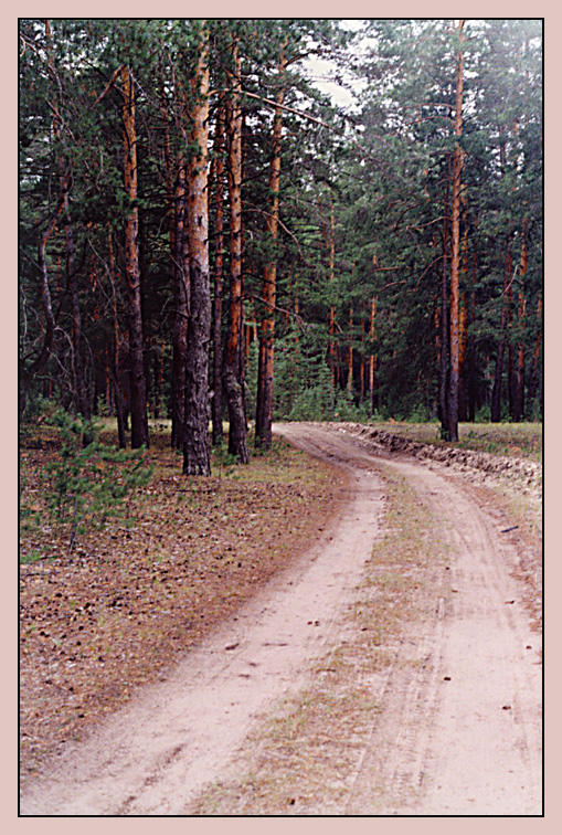 Дорога в лес.