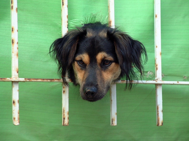 Собачья жизнь