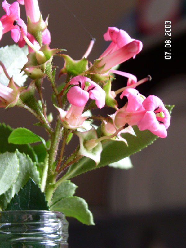 Posy