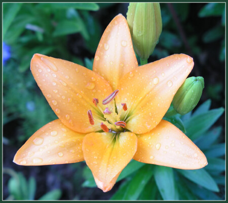 После дождичка