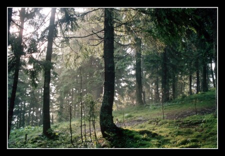 Утро в лесу 2