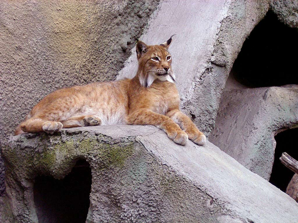 Леди