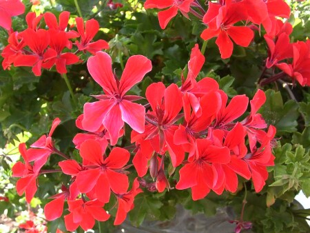 ...цветут цветы...