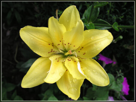 Желтый и мокрый