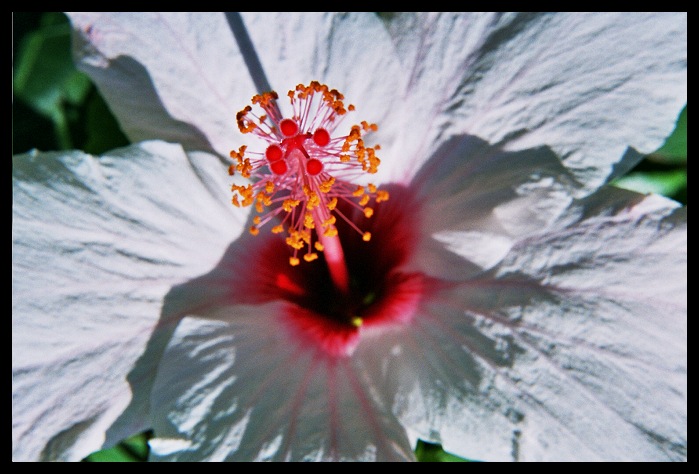 China Rose 2