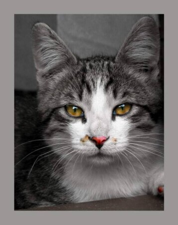 Взгляд кота