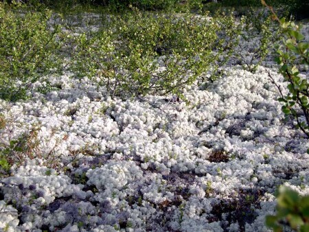 Ягель (Падал прошлогодний снег...)