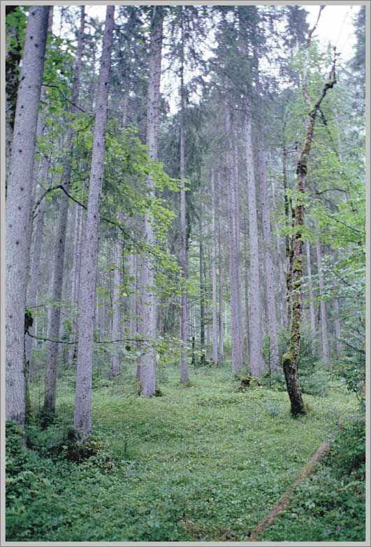 Durch den Wald zum Schachen Haus