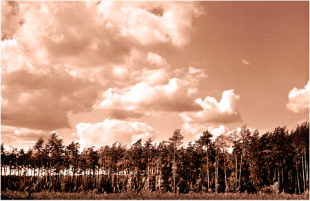 Графика сосновая, задушевная