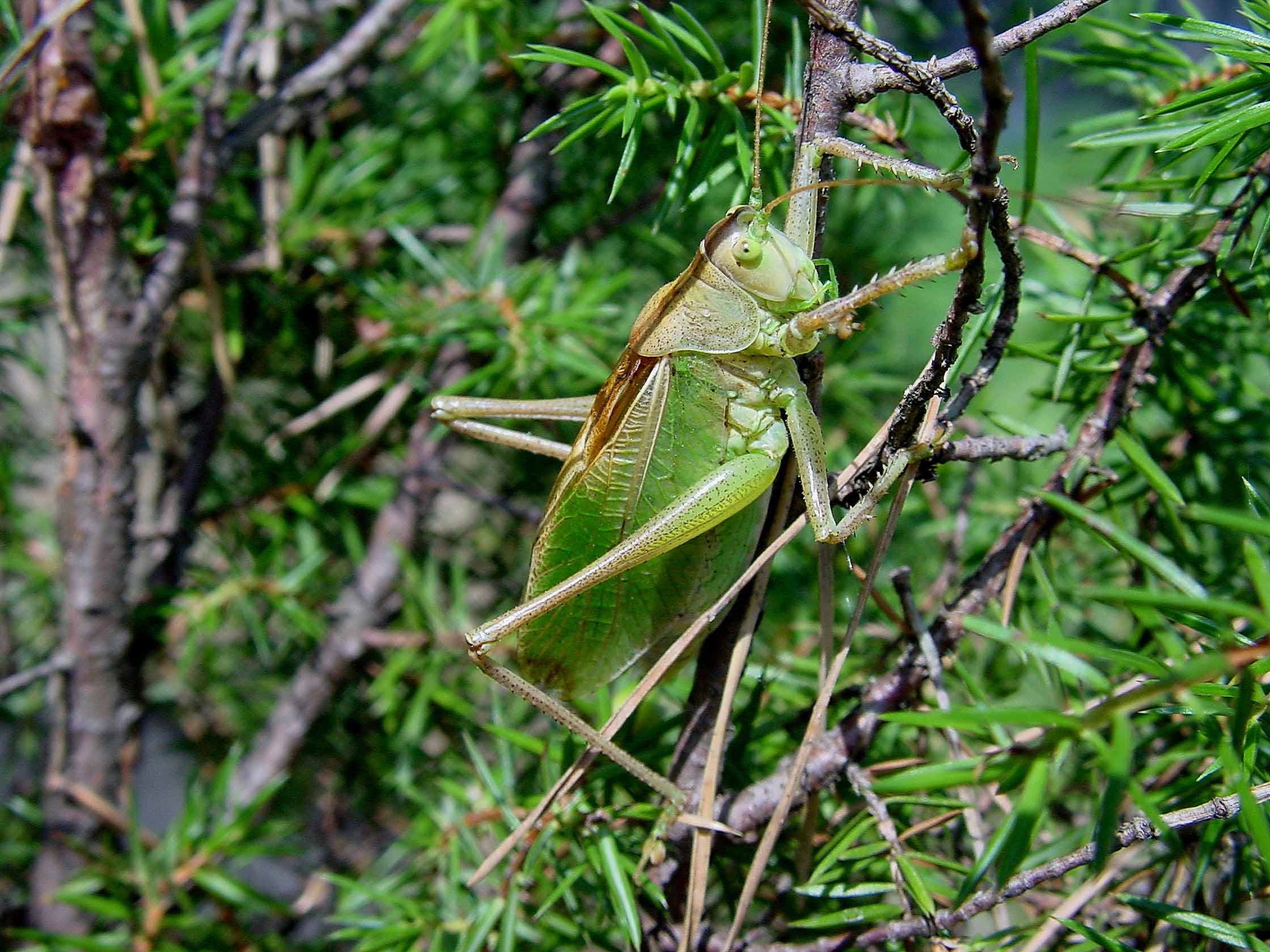 Кузнечик певчий