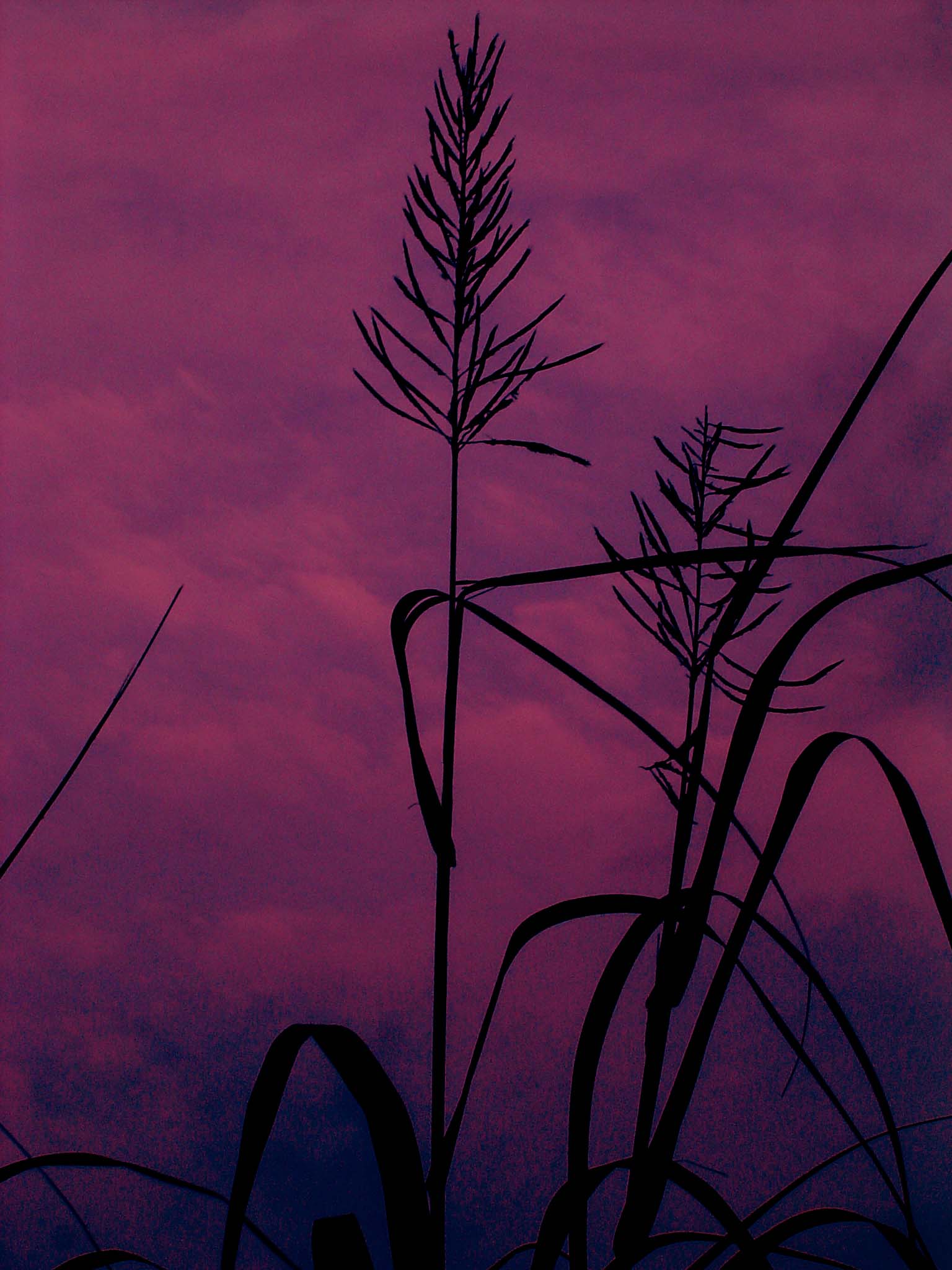 Prichudlivi' rassvet...( Morning collection)