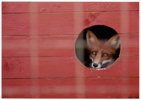 Одиночество крови