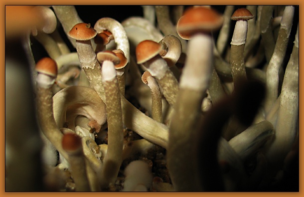 MUSHROOMS STORY